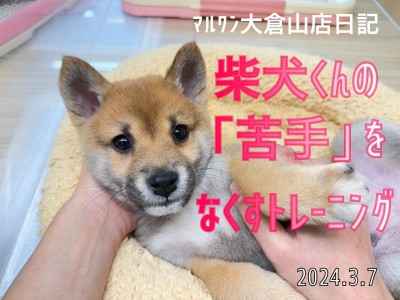 【 柴犬成長ログ 】苦手意識を持つ前に慣らしちゃおう！！社交性と社会性の違いって知ってる？