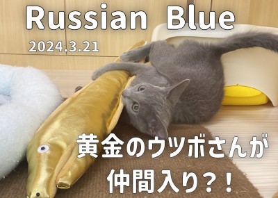 【 ロシアンブルー成長アルバム 】新しい仲間のウツボさんと遊ぼう！