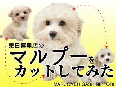 【 MIX マルプー 】もしゃもしゃになったマルプーちゃんをカットしてみた！