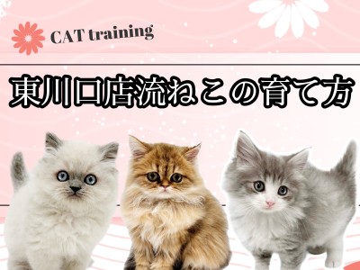 【 ねこの育て方 】性格良い子を多数輩出！東川口店流の猫ちゃんの育て方大公開！