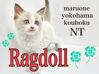 【 ラグドール 】触り心地抜群！ブルーの瞳のぬいぐるみニャンコ！