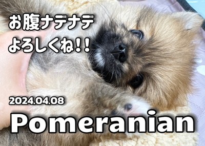 【 ポメラニアン 】こぐまちゃんと楽しいスキンシップトレーニング！