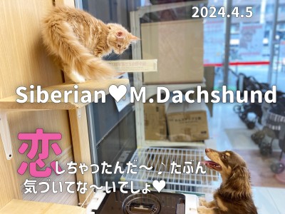 【 ダックス成長ログ 】だっちゃん恋しちゃったんだ〜！お相手は・・・