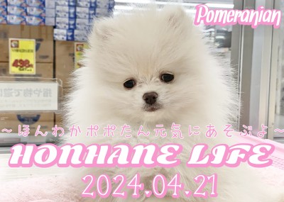 【ポメラニアン成長ログ】ほんわかポポたん元気に遊ぶよ！