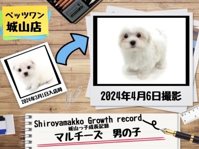 【 マルチーズ 】城山っ子成長報告！2024年4月6日