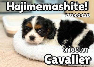 【 キャバリア成長ログ 】はじめまして！トライカラーのキャバリンで〜す！