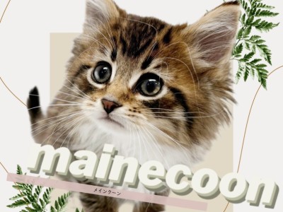 【 メインクーン 】圧倒的飼いやすさ！心優しきジェントルマンが癒しをお届け