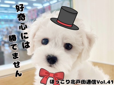 【 ほっこり北通Vol.41 】ビションちゃんとカメラ
