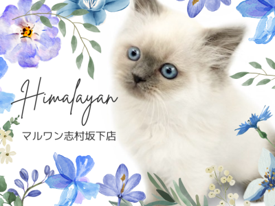 【 ヒマラヤン 】可愛すぎる鼻ぺちゃにゃんこ。希少なヒマラヤンくんがやってきた！