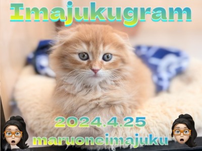 【 イマジュクグラム 】眠気に勝てない無防備なスコティッシュちゃまを激写！