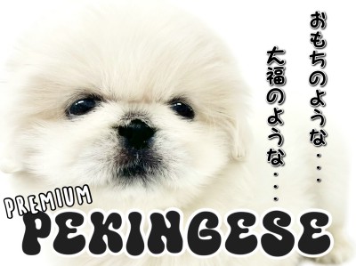 【 ペキニーズ 】おもち？大福？プレミアムなぽっちゃりペキちゃん！
