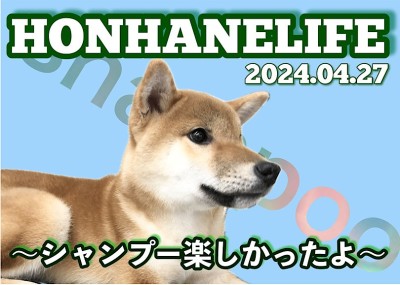 【 柴犬成長ログ 】できる男の基本！身だしなみでシバオの魅力アップ！