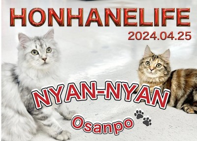 【 ラガマフィン成長ログ 】マンチちゃんとお散歩を楽しむラガマフィンちゃん！