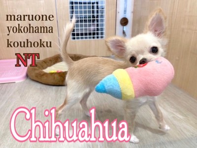 【 チワワ 】世界一小さい犬種のチワワちゃんとの暮らし