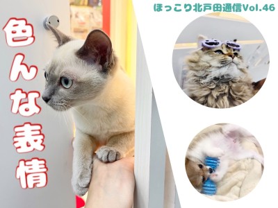 【 ほっこり北通Vol.46 】マルワン北戸田店の表情豊かなワンニャン達！