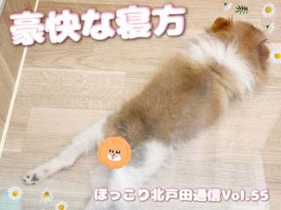 【 ほっこり北通Vol.55 】どんな態勢でも寝れるポメちゃん