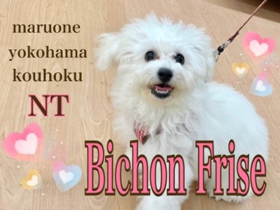 【 ビションフリーゼ 】お散歩＆幼稚園デビュー！元気いっぱいアフロ犬！