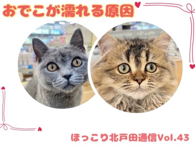 【 ほっこり北通Vol.43 】ペルシャちゃんとブリちゃんのおでこが濡れる原因