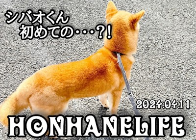 【 柴犬成長ログ 】今日もすごいぞ！シバオくん初めての挑戦！