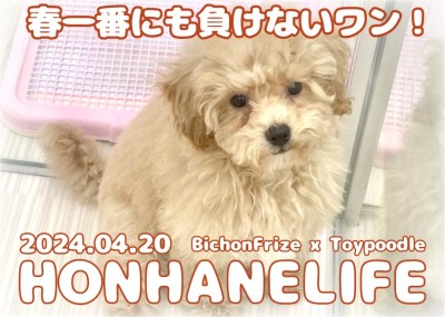 【 ビションプー成長ログ 】春一番にも負けないパワフルビションプーちゃん！