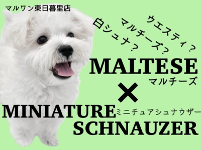【 マルチーズ×ミニチュアシュナウザー 】マルシュナ登場！ドワーフ白シュナの予感