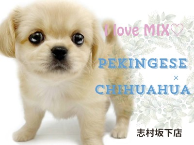 【 MIX 】パパはペキニーズ、ママはチワワ！可愛さの黄金比がMAXなハーフ犬！
