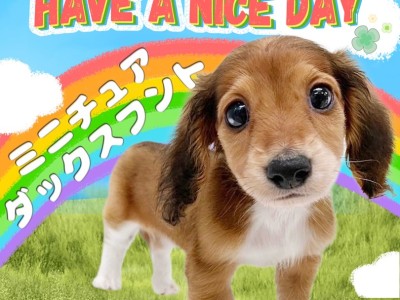 【 ミニチュアダックスフント 】愛らしいルックスと胴長短足体型の人気犬種！