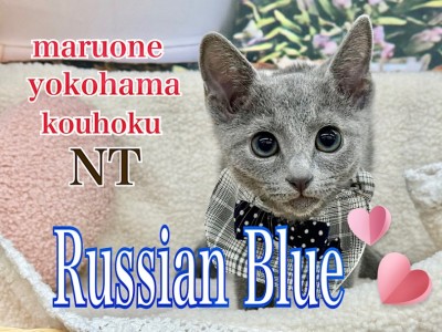 【 ロシアンブルー 】究極のかまってちゃん！スレンダーボディのロシアンくん