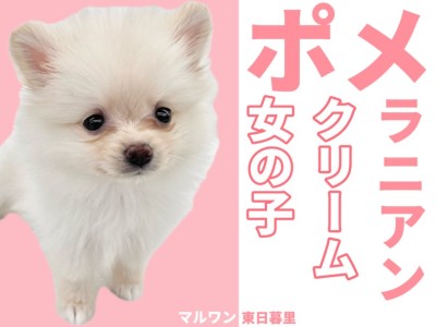 【 ポメラニアン 】爆毛クリーム到来！コロンコロンの毛玉の正体が可愛すぎる