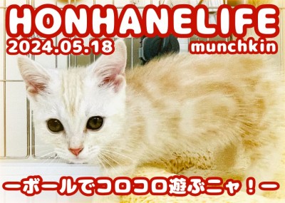 【 クリームマンチ成長ログ 】元気にボールで遊ぶクリームマンチカンちゃん！