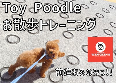 【 ワンチャンズ成長ログ 】強風！！お散歩トレーニング！！