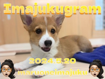 【 イマジュクグラム 】無防備すぎる癒し系コーギーちゃまのお昼寝姿を大公開！