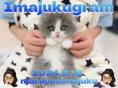 【 イマジュクグラム 】ブルー＆ホワイトの癒し系ラガマフィン！お手入れに密着！