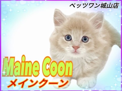 【 メインクーン 】愛嬌抜群！白い靴下を履いた癒し系ニャンコ
