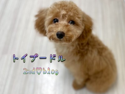 【 トイプードル 】生後半年！童顔ぷーちゃん、更なる高みを目指して成長中！