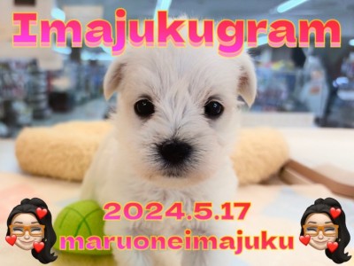 【 イマジュクグラム 】マルチーズとシュナウザーのレアMIX！お手入れに密着！
