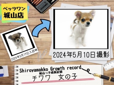 【 チワワ 】城山っ子成長報告！2024年05月10日