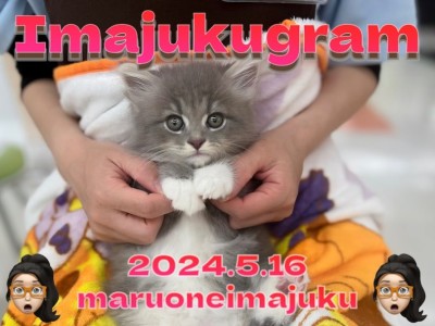 【 イマジュクグラム 】白い靴下がおしゃれな目ヂカラ最強のサイベリアンちゃま！