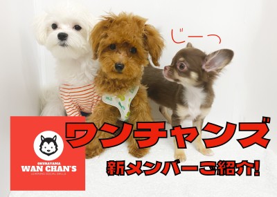 【 チワワ成長ログ 】お友達トレーニングデビュー！！ワンチャンズ新メンバー！