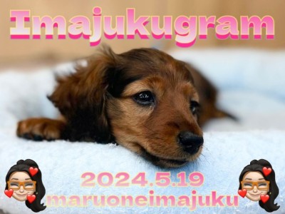 【 イマジュクグラム 】胴長短足の甘え上手なダックスちゃま！寝顔は必見の可愛さ！