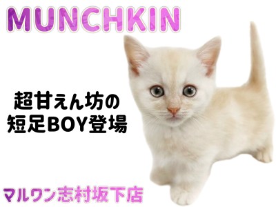 【 マンチカン 】まん丸フェイスと短足で皆を虜に！甘えん坊なマンチカンくんが登場