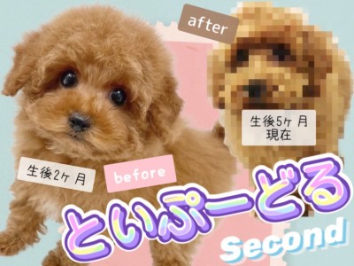 【 トイプードル 】素敵なレディへ成長！生後5ヶ月を迎えた天真爛漫アイドルわんこ