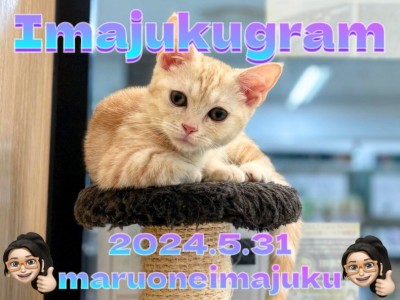 【 イマジュクグラム 】本年度ワクチン終了！甘えん坊加速中のマンチカンちゃま！