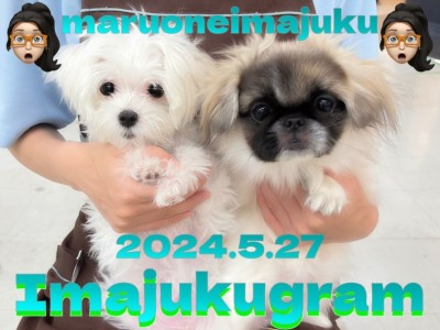 【 イマジュクグラム 】社交性ばっちりな生後5ヶ月の小さめマルチーズちゃま！