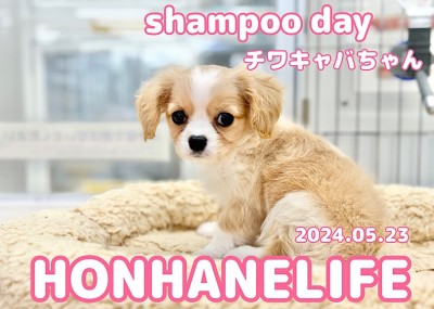 【 チワワ×キャバリア成長ログ 】ドキドキ！チワキャバちゃん初めてのシャンプーに挑戦！