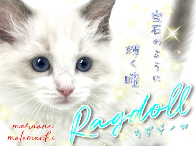 【 ラグドール 】ブルーサファイアの輝く瞳はまさに宝石！ぬいぐるみキャット！
