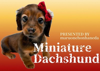 【 ミニチュアダックスフント 】灼熱の太陽に照らされた濃厚レッドのダックスちゃん！