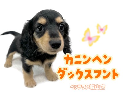 【 カニンヘンダックスフント 】愛され短足ボディ！天真爛漫なキュートガール登場