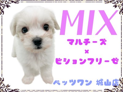 【 MIX 】 城山店初！とっても人懐っこいマルションちゃん降臨