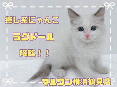 【ラグドール】温厚な猫ちゃん代表の癒し系、ラグドールちゃん降臨！